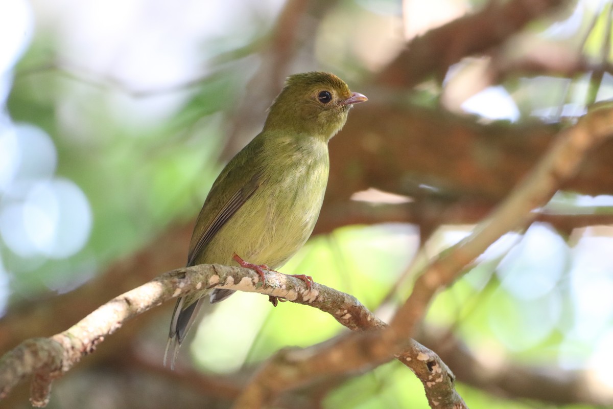 Swallow-tailed Manakin - ML623488234