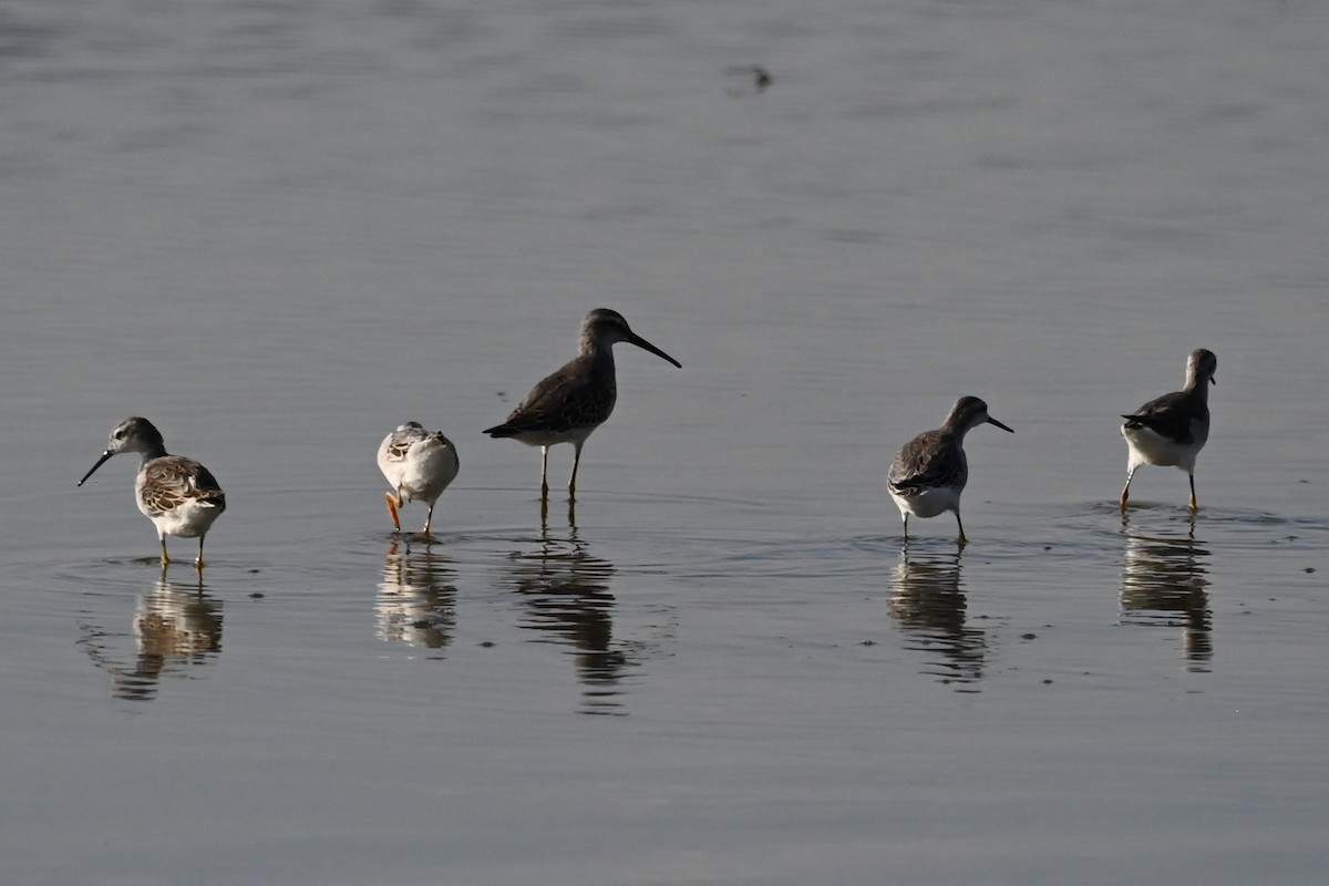 Phalarope de Wilson - ML623488236