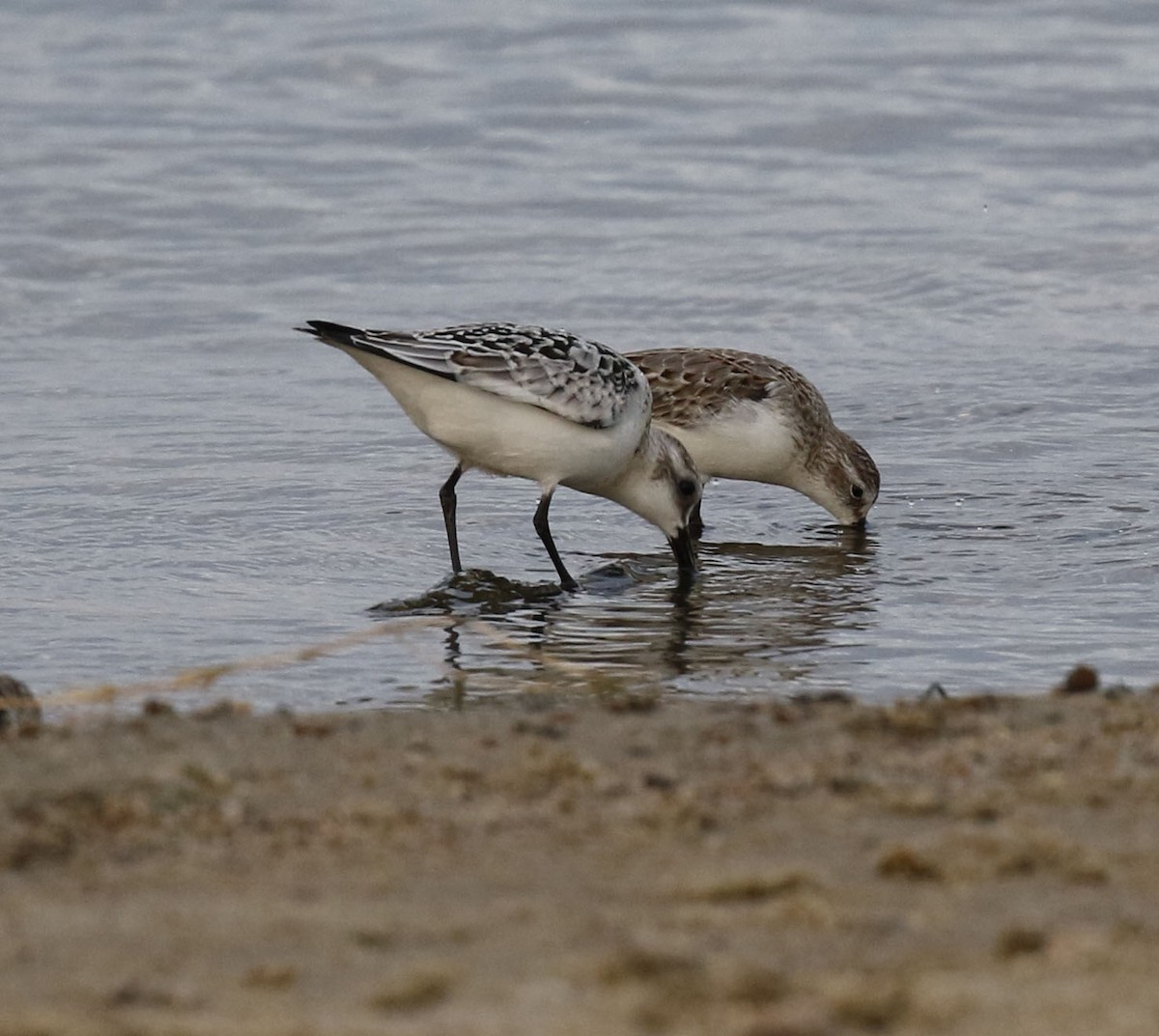 Sanderling - Laura Sare