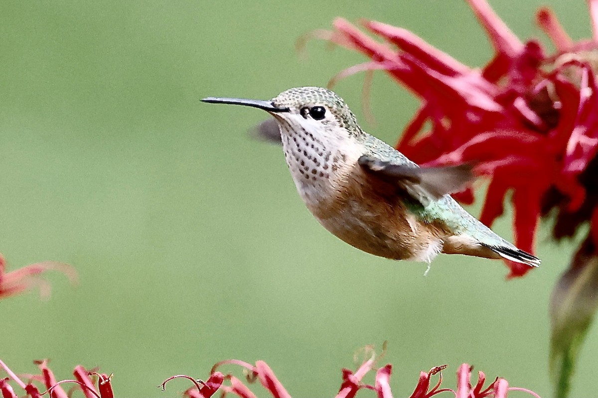 Calliope Hummingbird - ML623488260