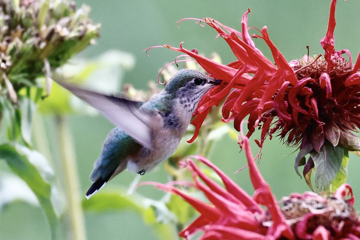 Calliope Hummingbird - ML623488261