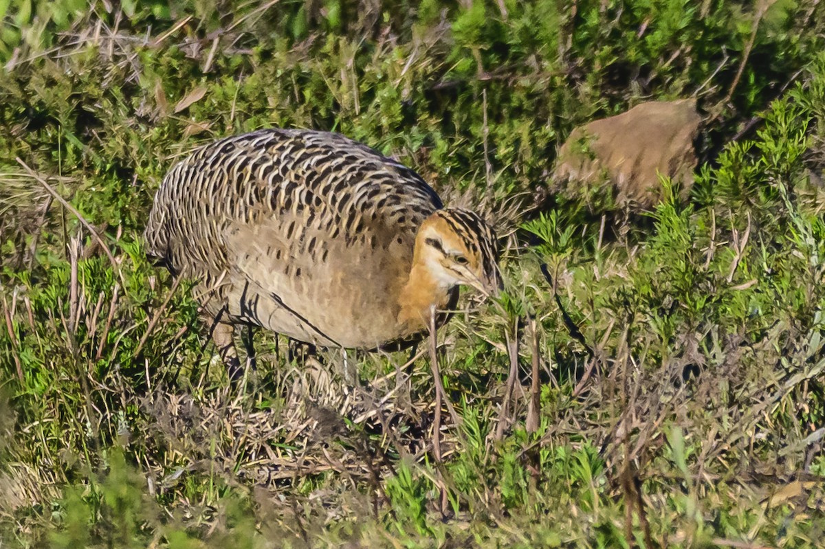 Інамбу рудошиїй - ML623488298