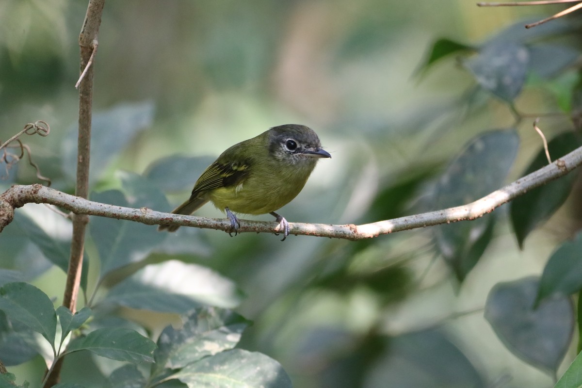 Yellow-olive Flatbill - ML623488332