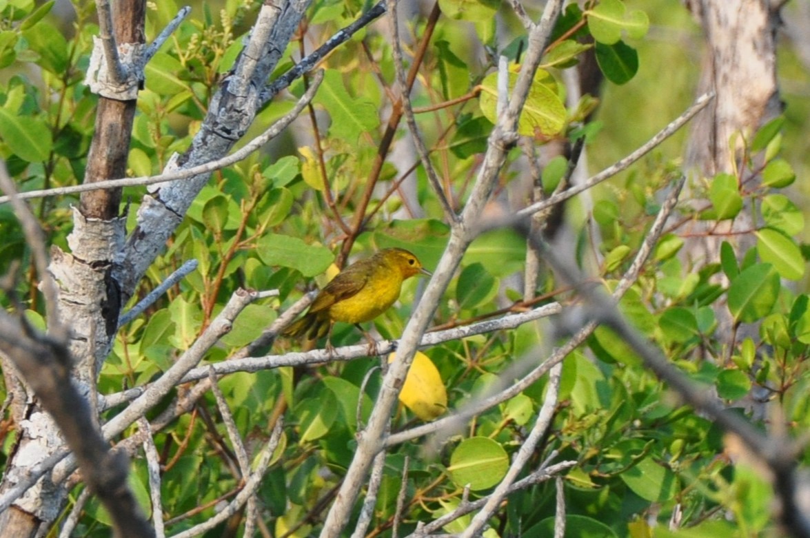 Yellow Warbler (Mangrove) - ML623488453