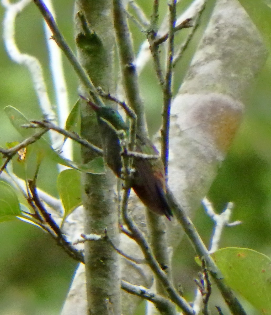 Copper-rumped Hummingbird - ML623488460