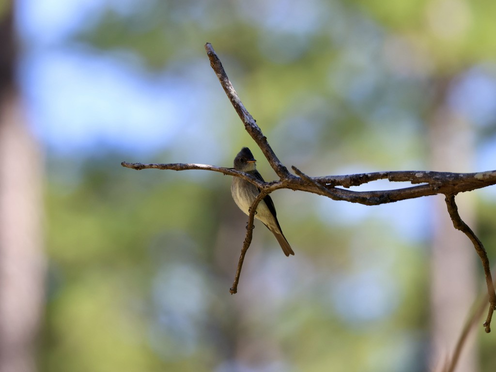 Eastern Wood-Pewee - ML623488472