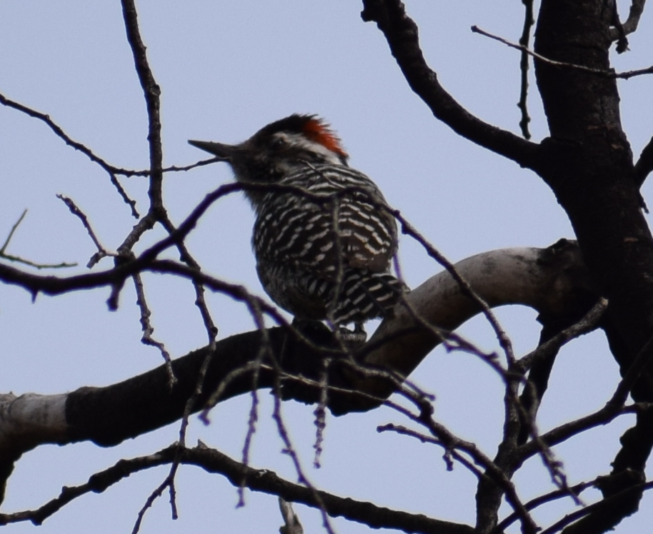 Striped Woodpecker - ML623488489