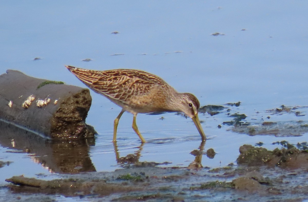 Short-billed Dowitcher - ML623488504