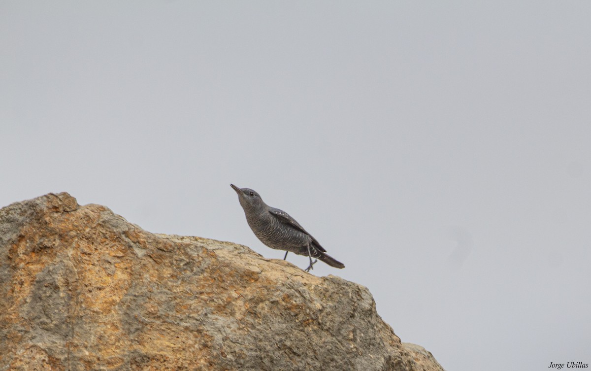 Passero solitario - ML623488534
