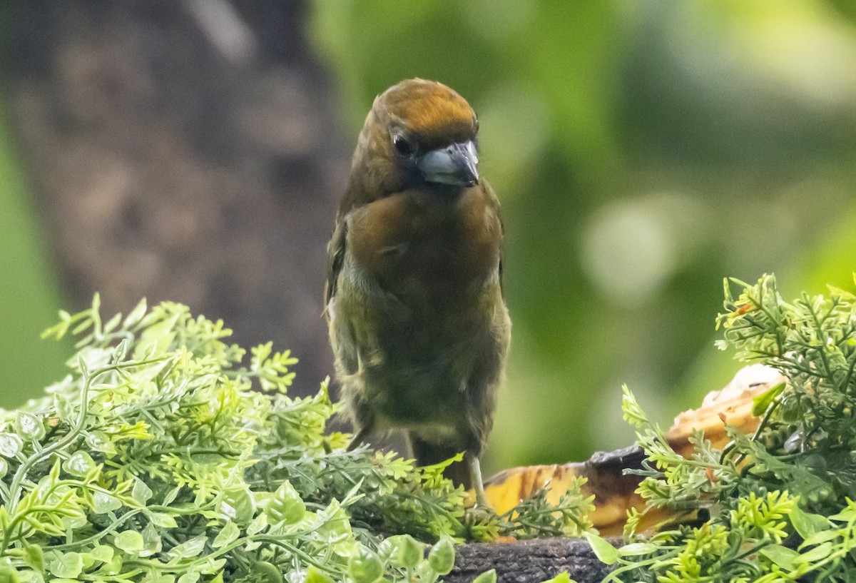 Prong-billed Barbet - ML623488580