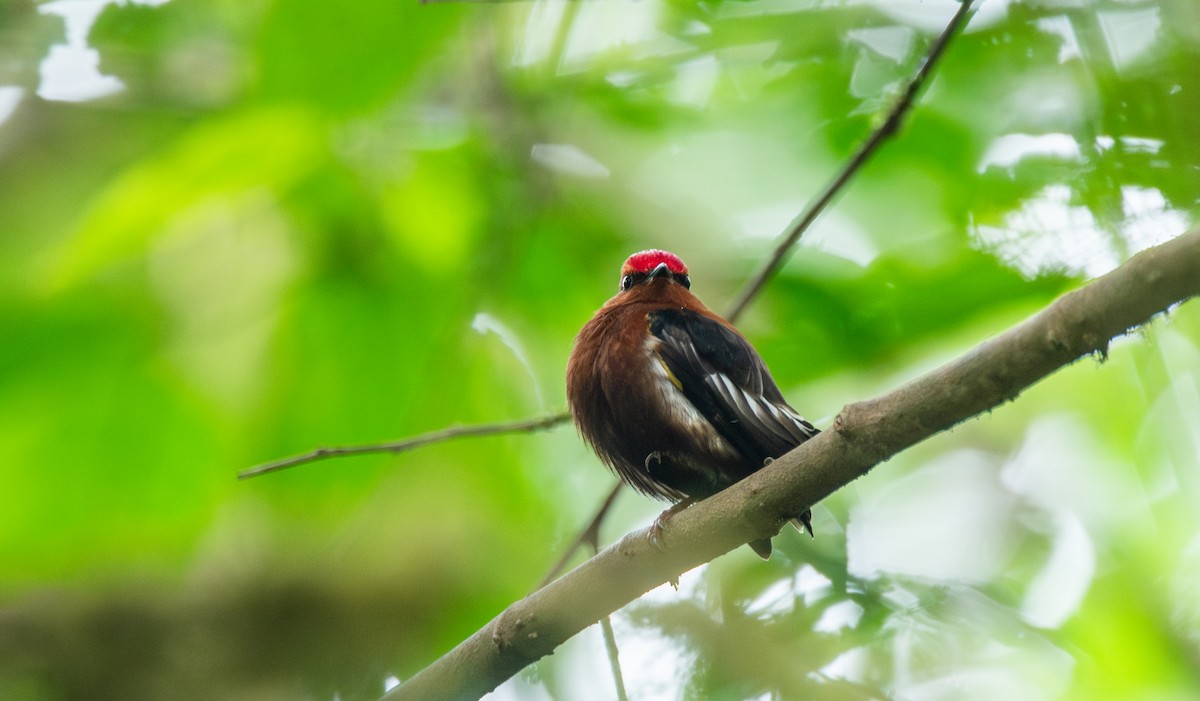 Club-winged Manakin - ML623488585