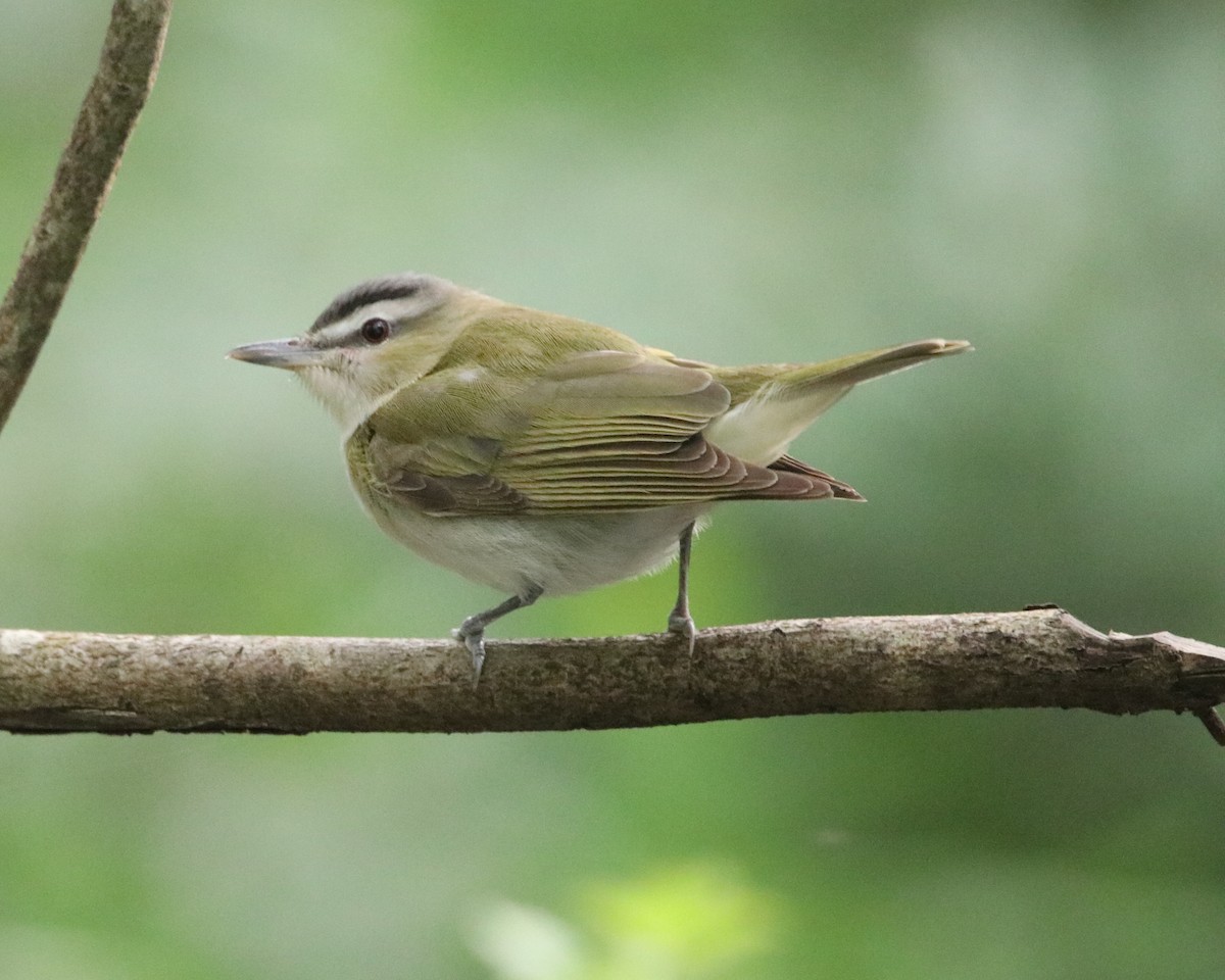 Red-eyed Vireo - ML623488615