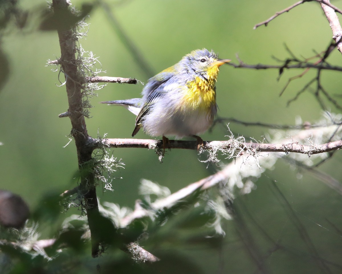 Northern Parula - ML623488629