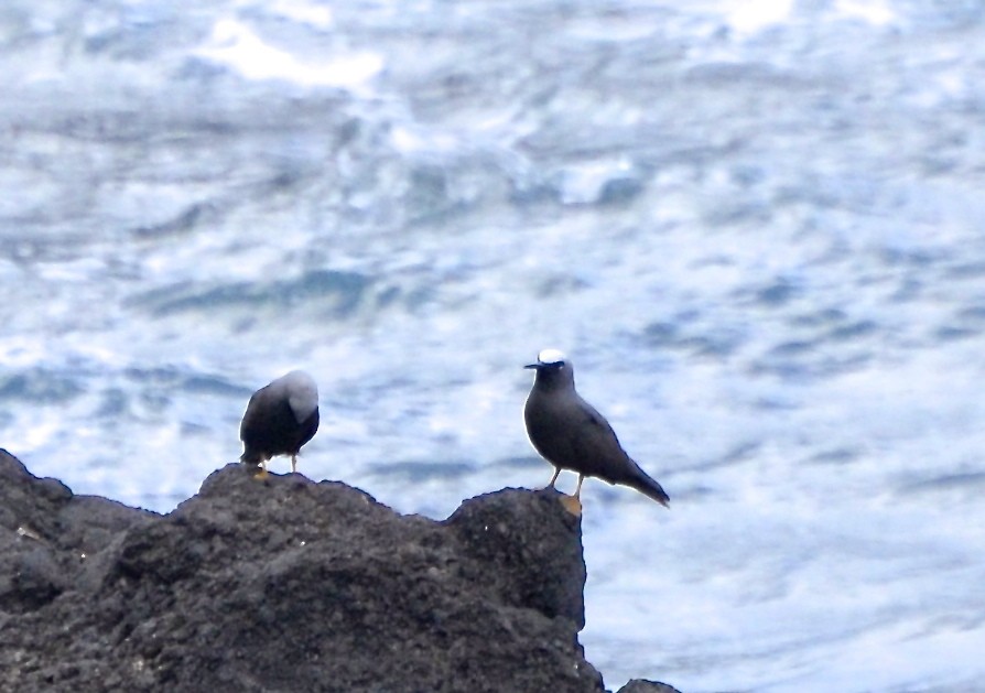 Black Noddy - Harriet Neill