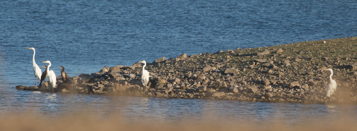 Great Egret - ML623488639