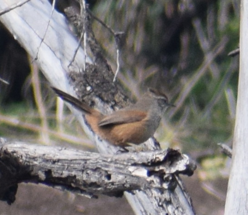 Dusky-tailed Canastero - Felipe Undurraga