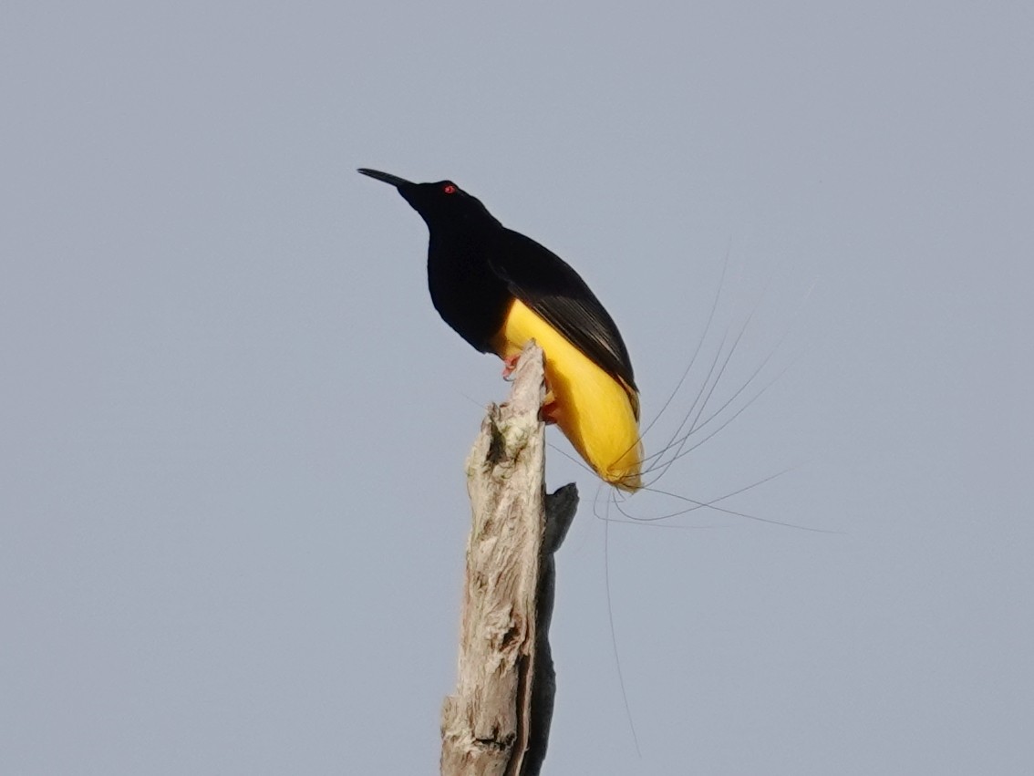 Twelve-wired Bird-of-Paradise - ML623488684