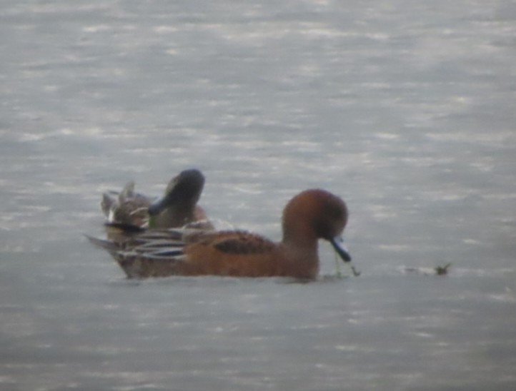 Eurasian Wigeon - Mel O'Hagan