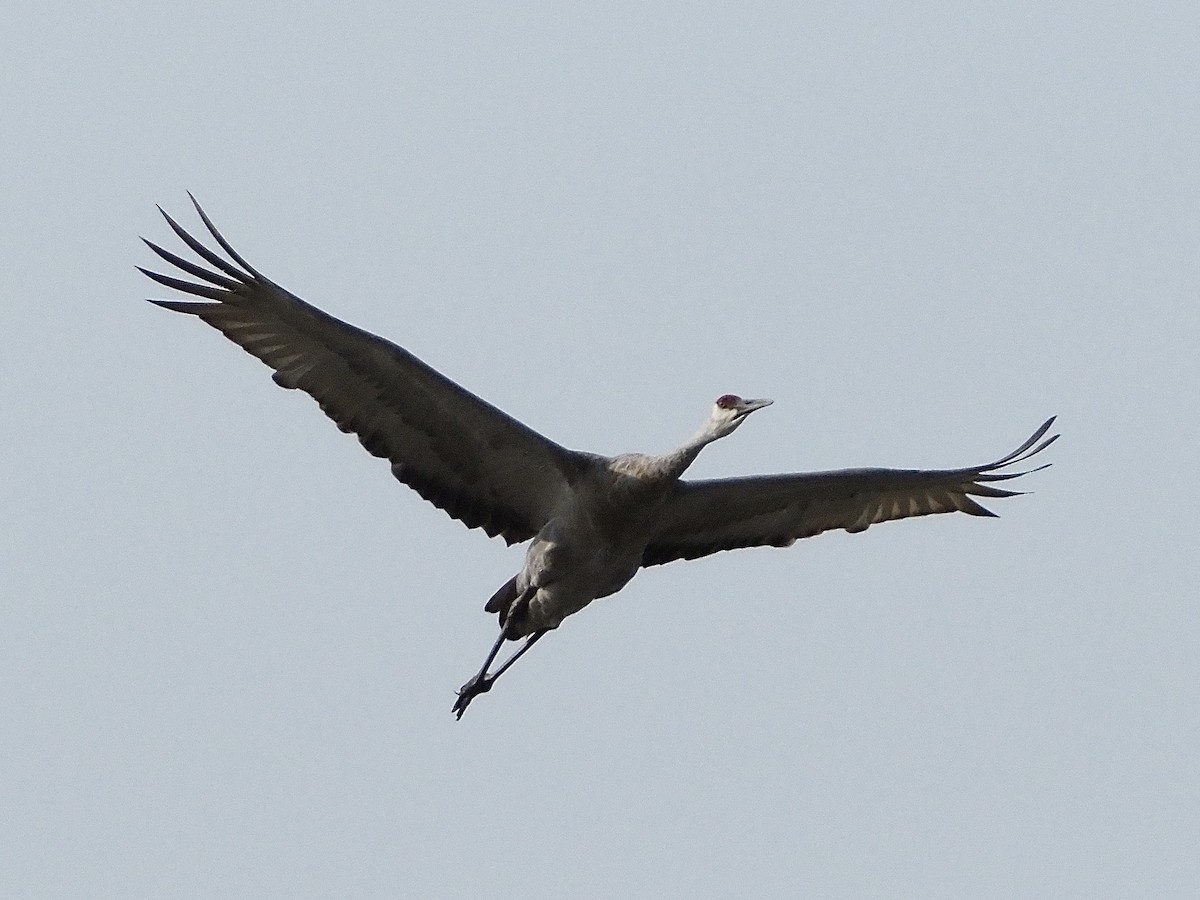 Sandhill Crane - ML623488707