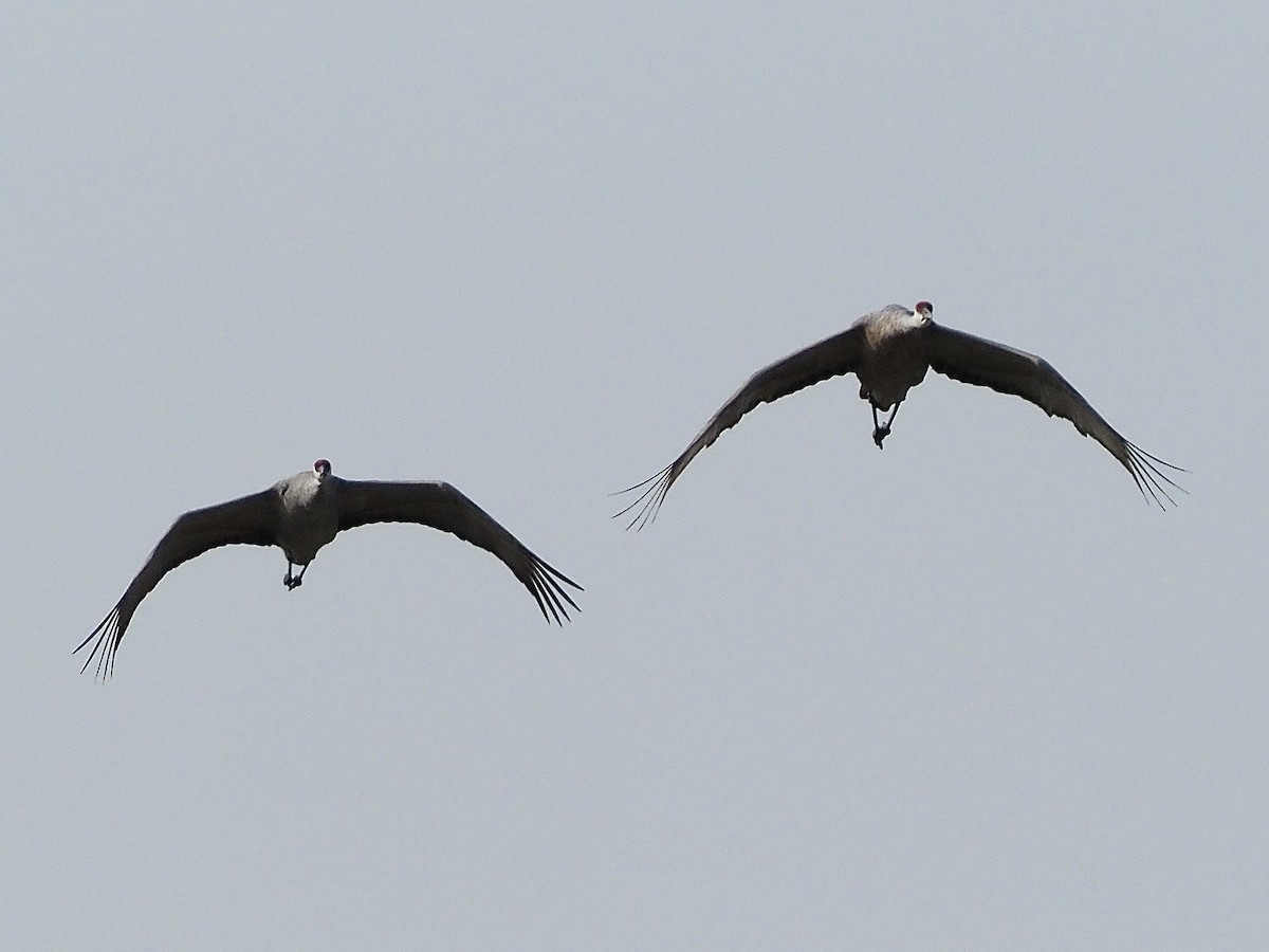 Sandhill Crane - David Zook