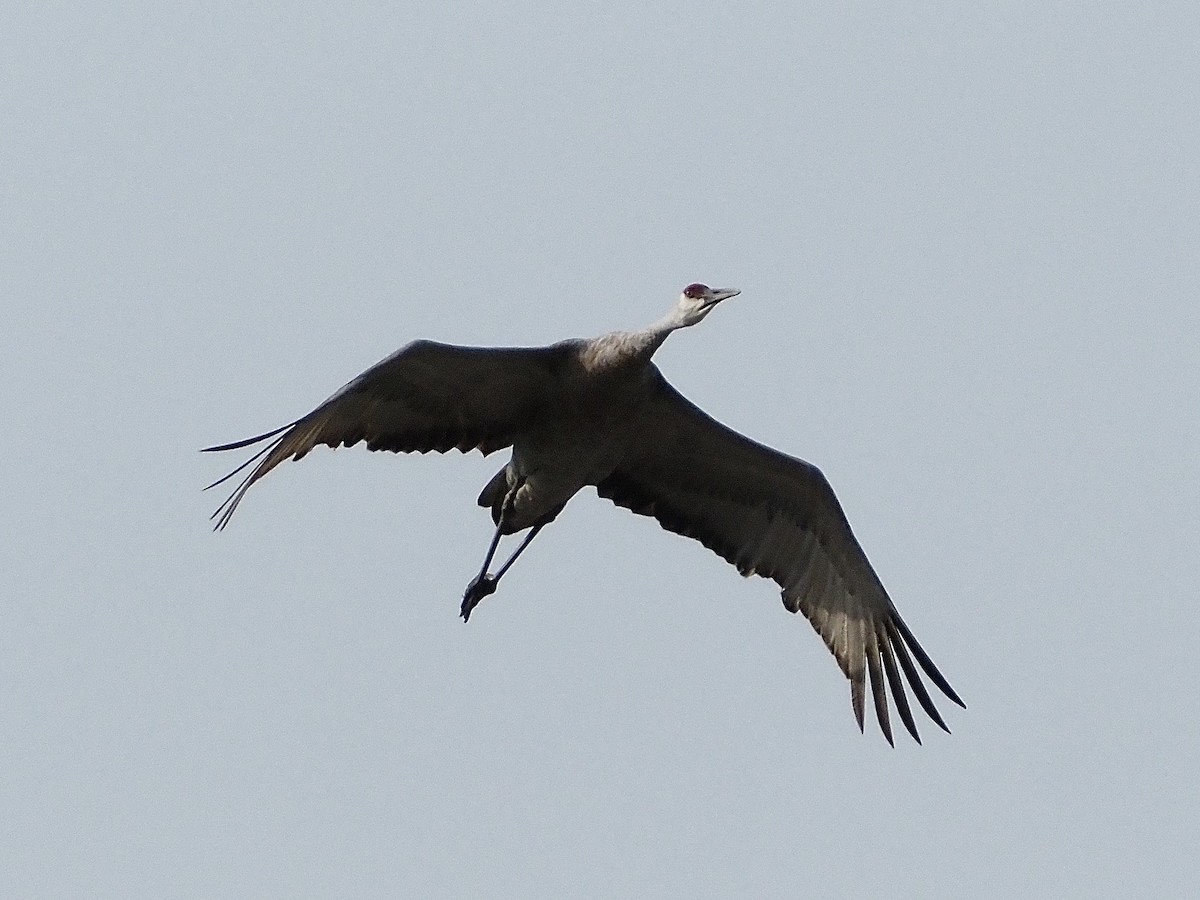 Sandhill Crane - ML623488709