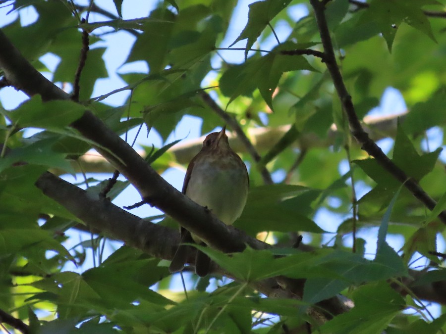 Veery - Ruth Bergstrom