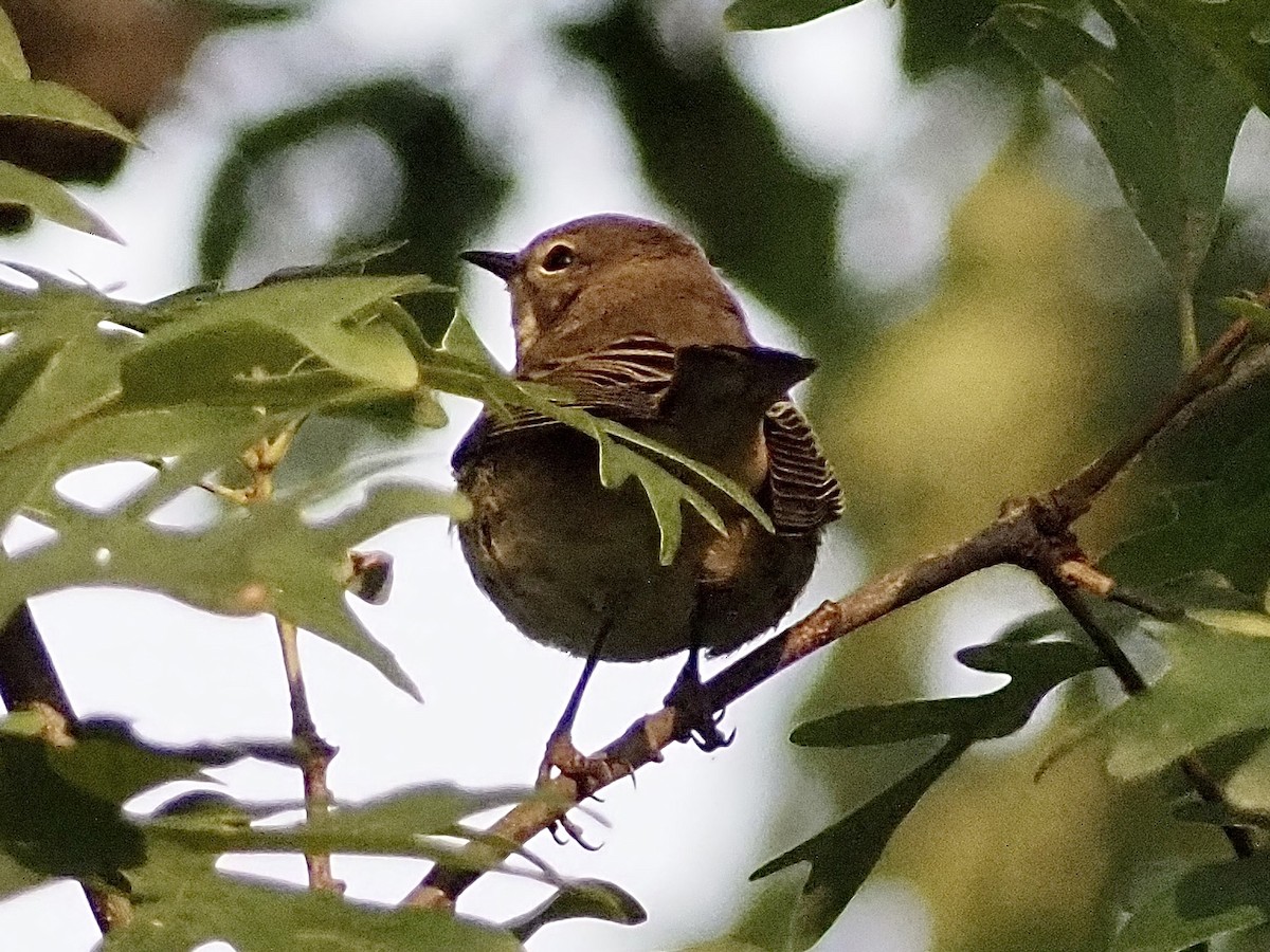 Cape May Warbler - ML623488761