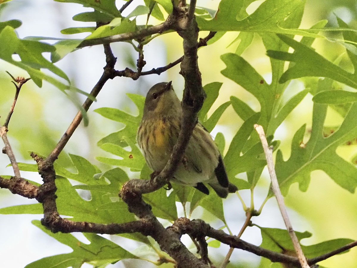 Cape May Warbler - ML623488762