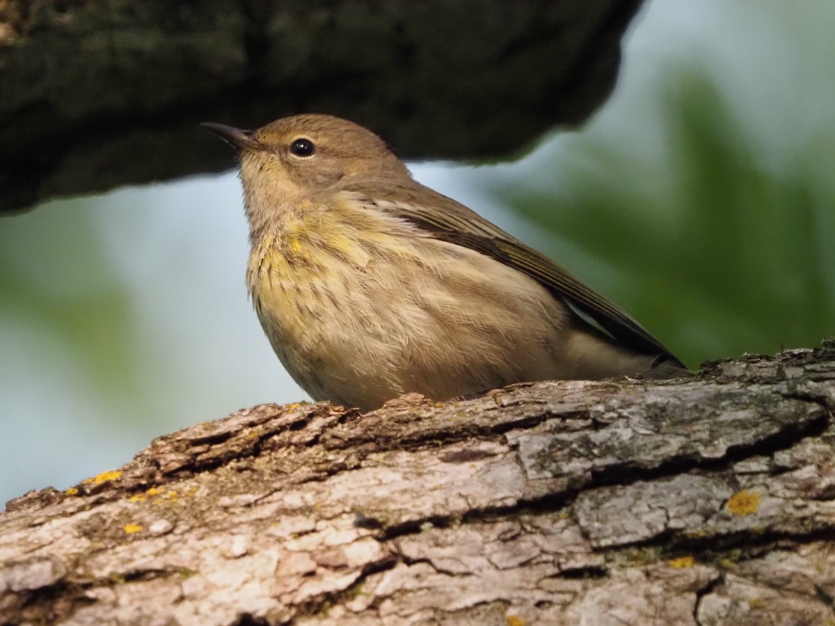 Cape May Warbler - ML623488763