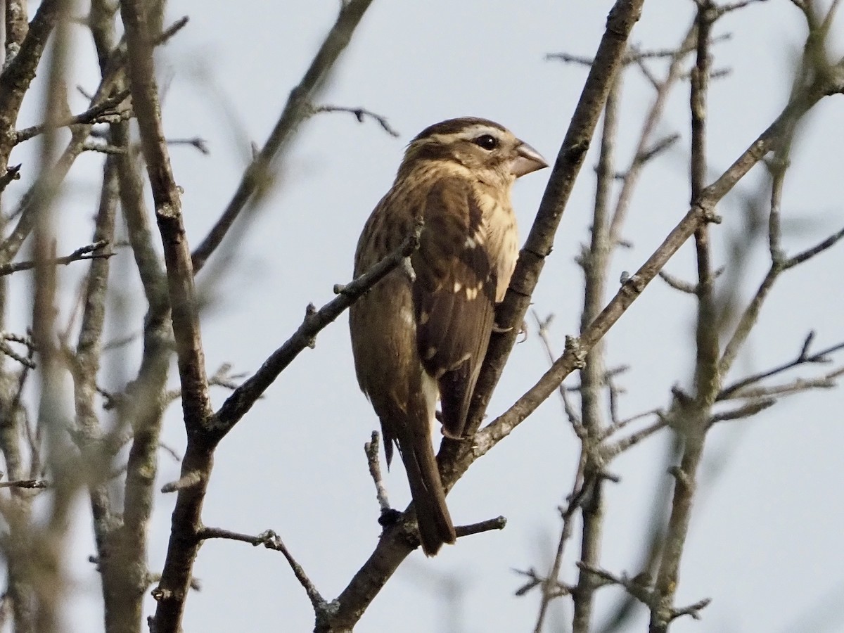 Rose-breasted Grosbeak - ML623488776