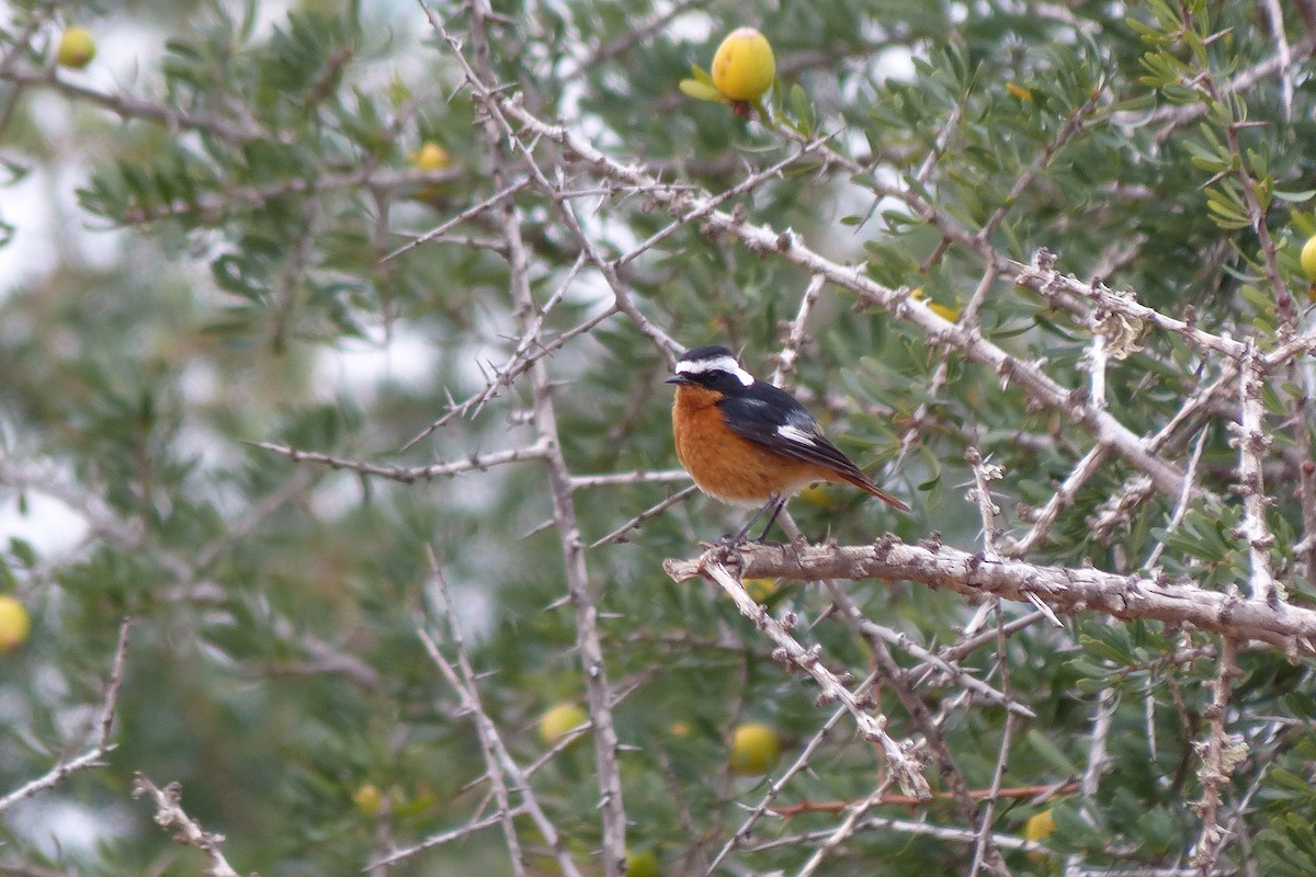 Moussier's Redstart - ML623488805