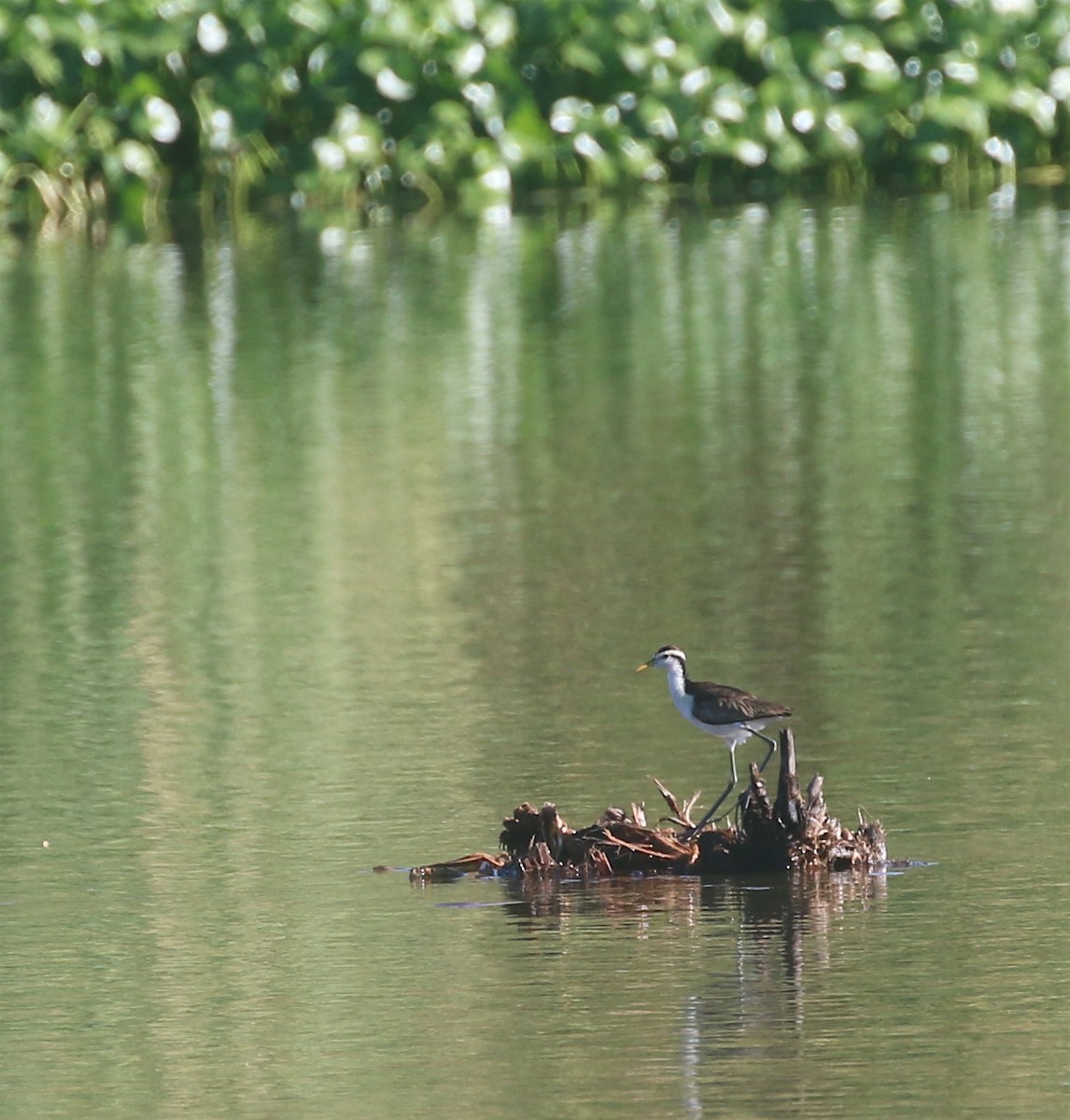 Jacana Centroamericana - ML623488820