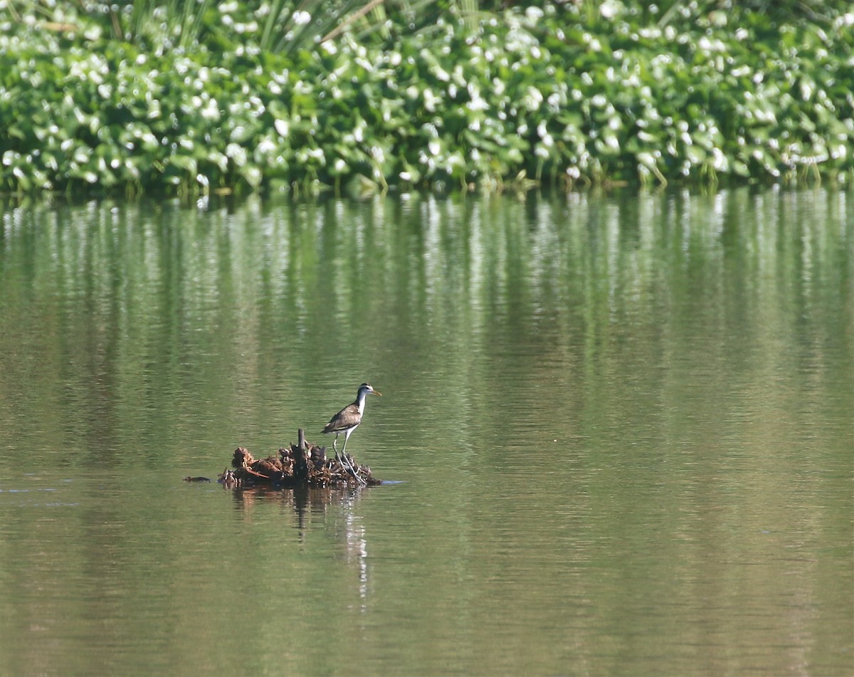 Jacana Centroamericana - ML623488821