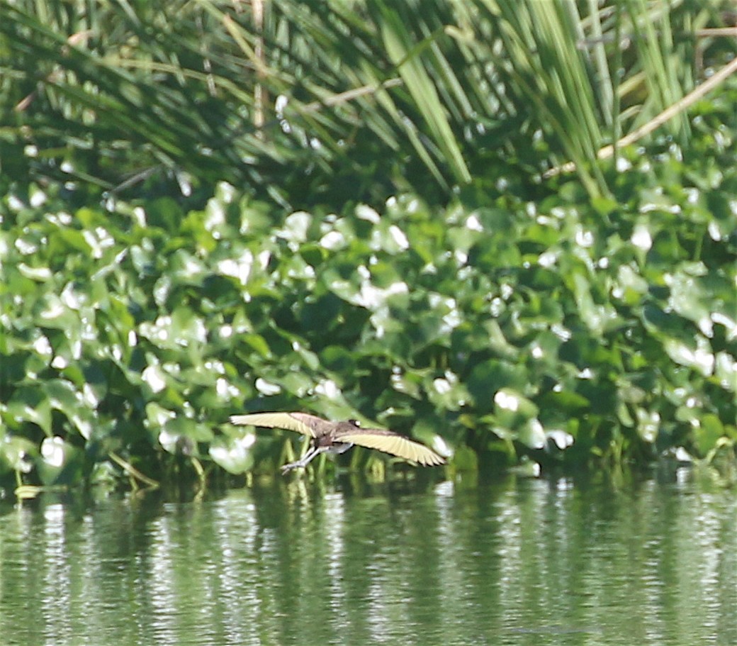 Northern Jacana - ML623488826