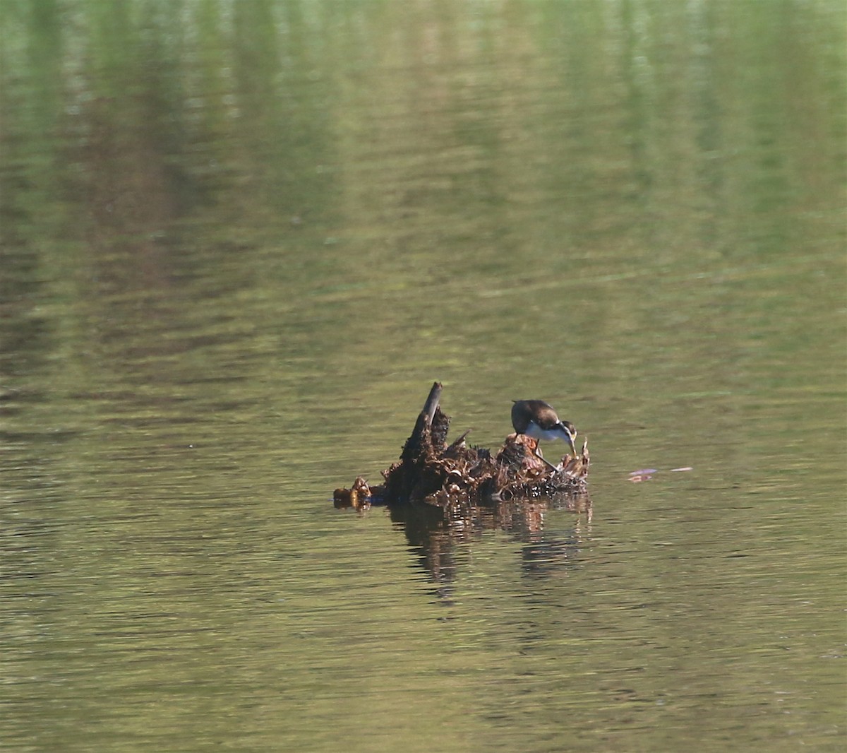 Jacana Centroamericana - ML623488827