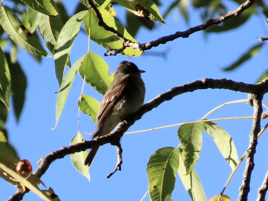 Eastern Wood-Pewee - Ruth Bergstrom