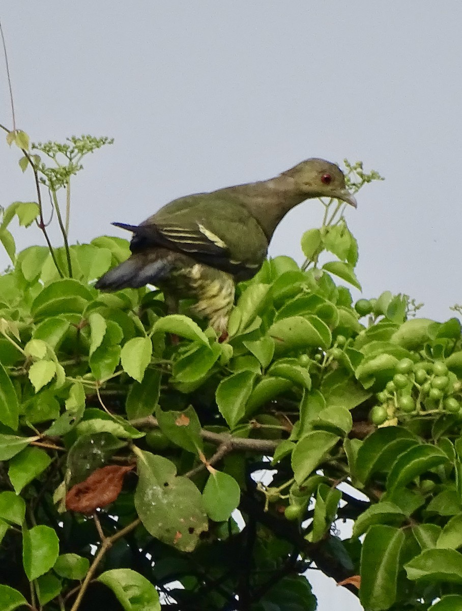 Pink-necked Green-Pigeon - ML623488902