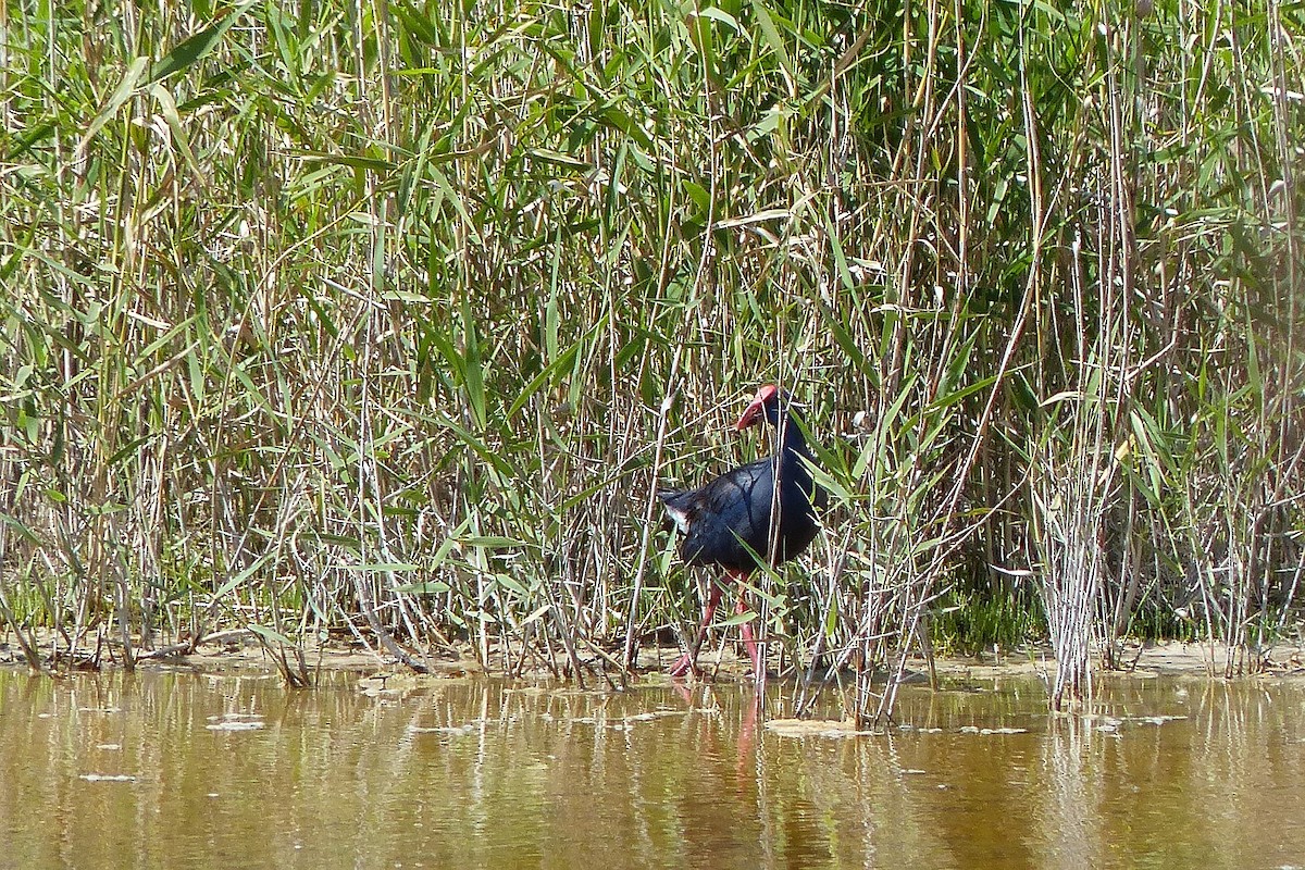 Western Swamphen - ML623488983