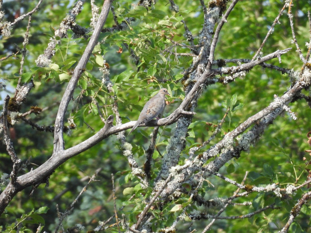 Mourning Dove - ML623489003