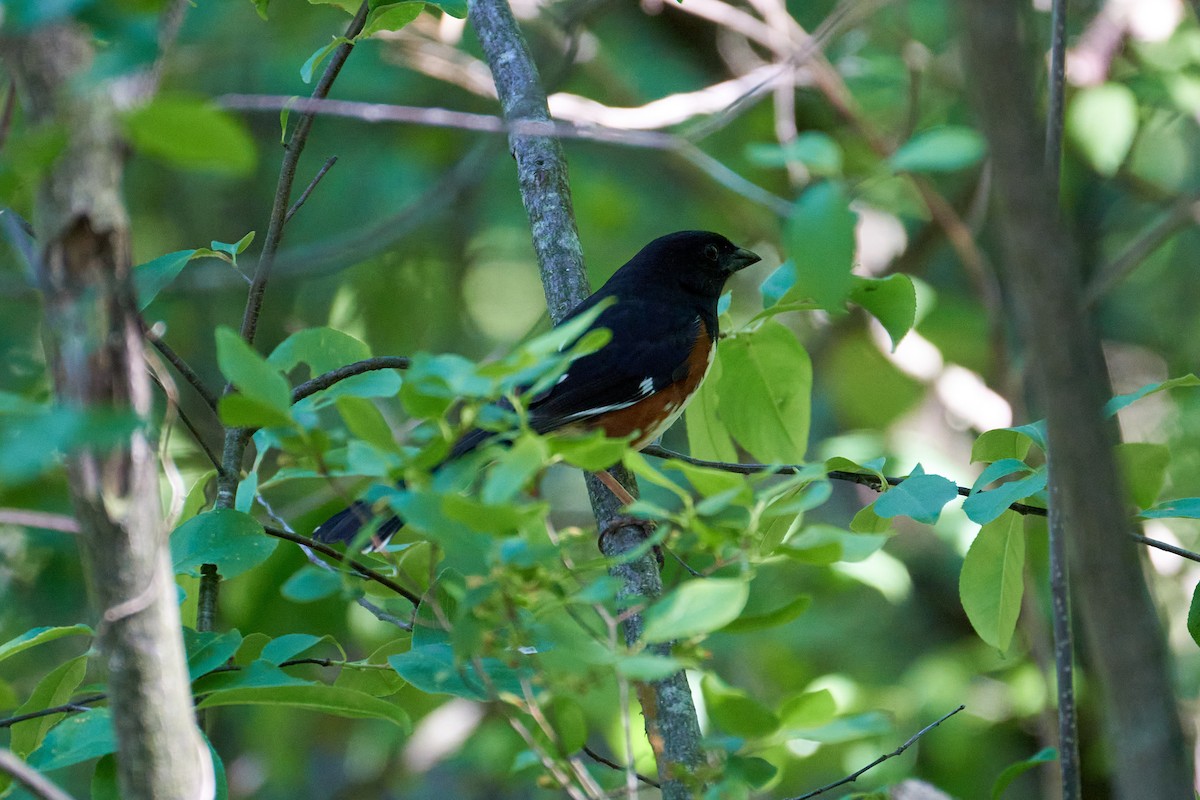 Eastern Towhee - ML623489015