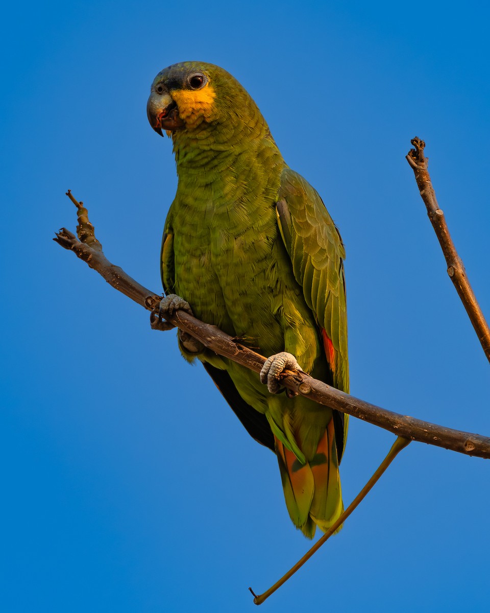 Orange-winged Parrot - Elcio Reis