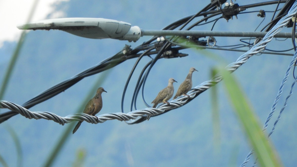 Spotted Dove - ML623489026