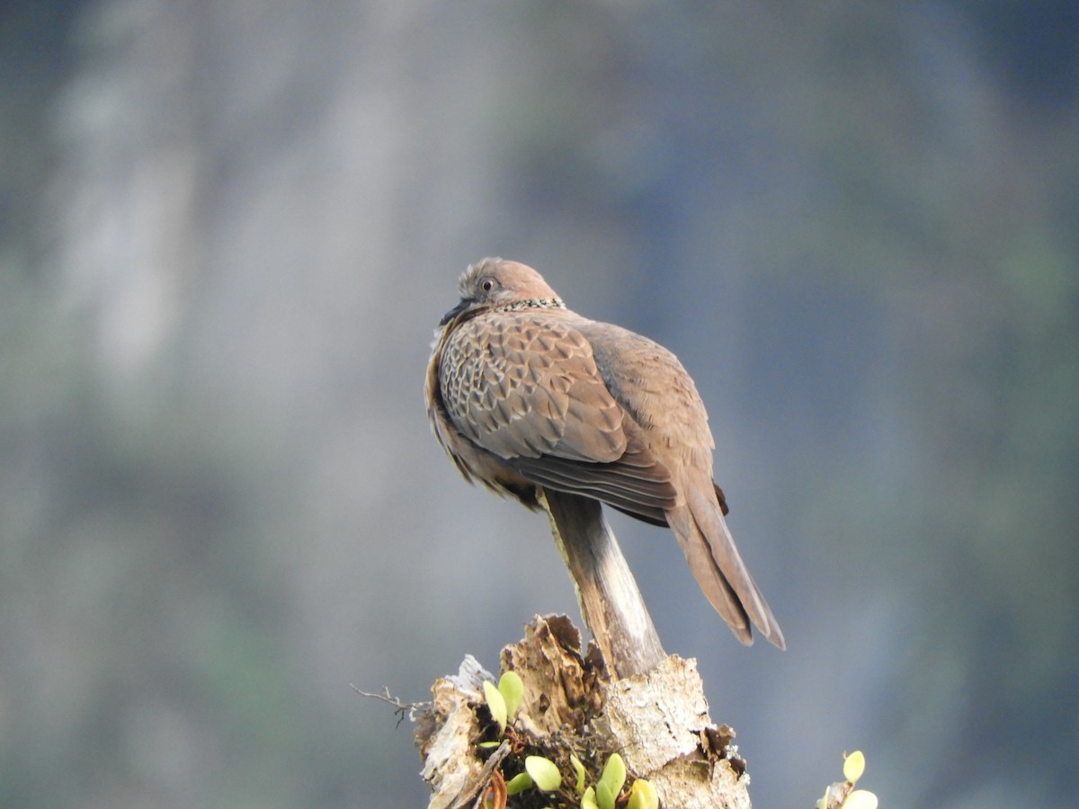 Spotted Dove - ML623489027