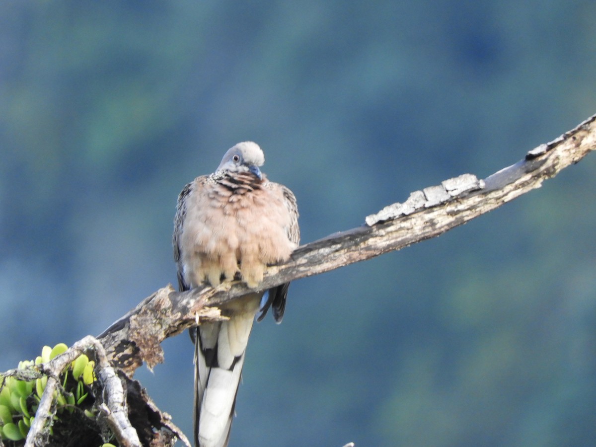 Spotted Dove - ML623489029