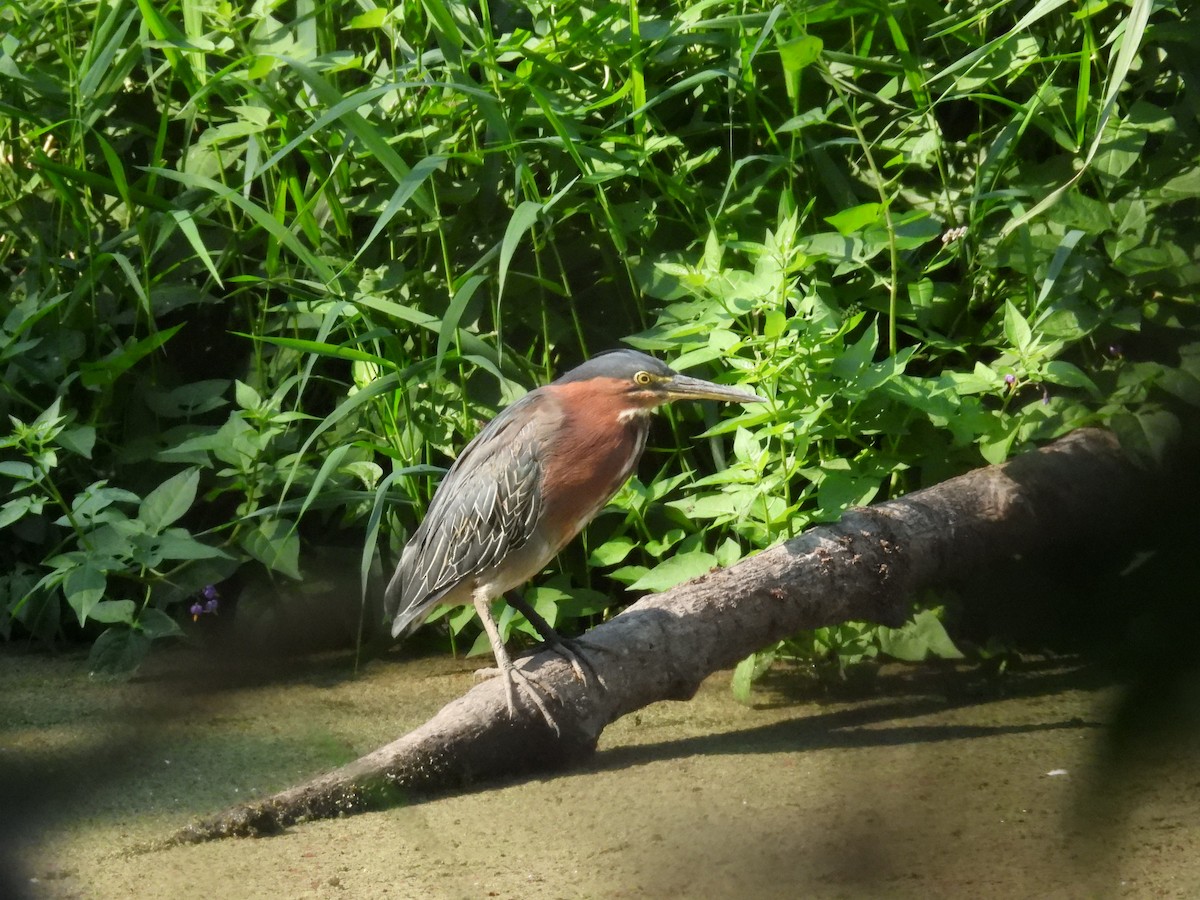 Green Heron - ML623489045