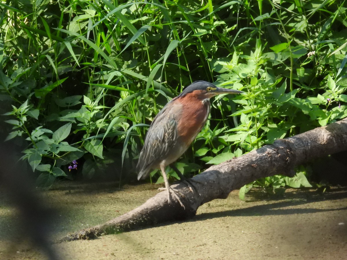 Green Heron - ML623489047