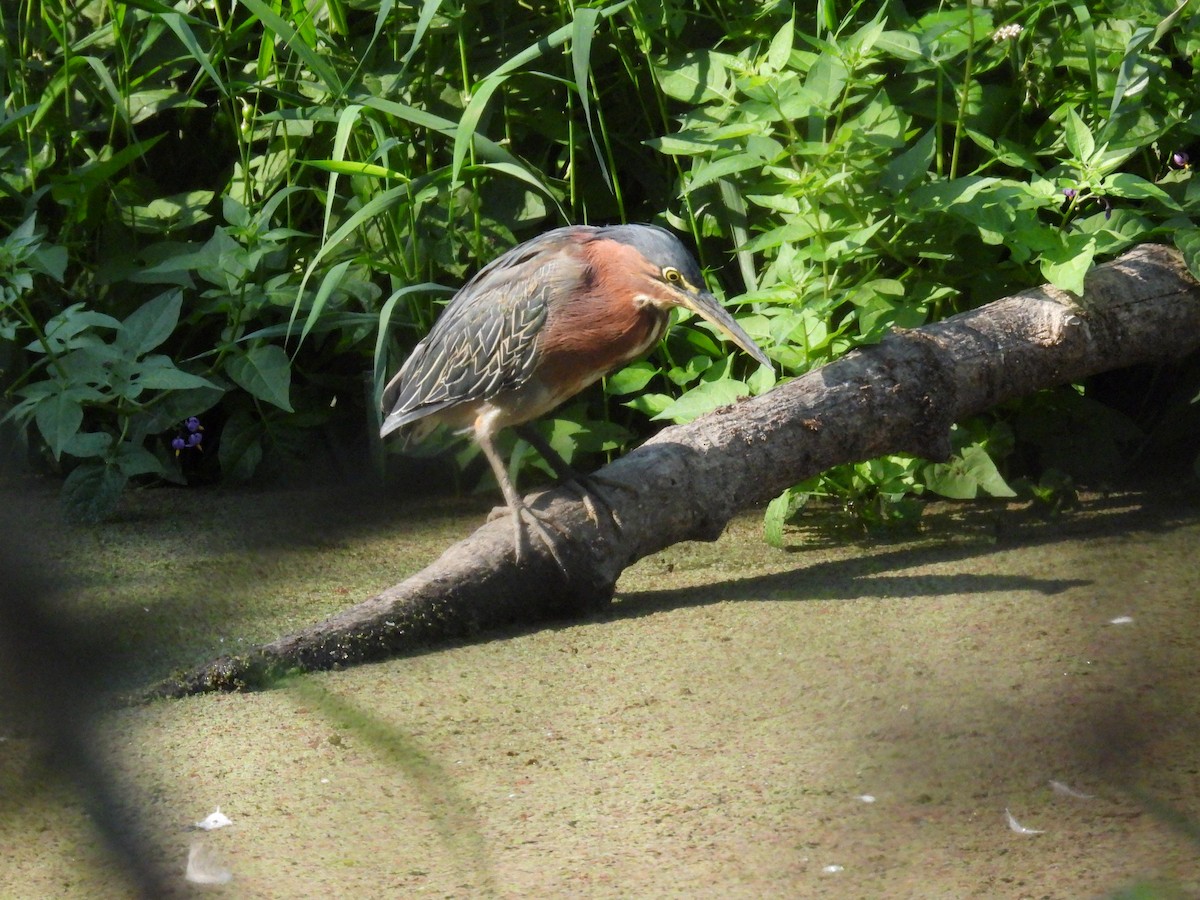 Green Heron - ML623489050