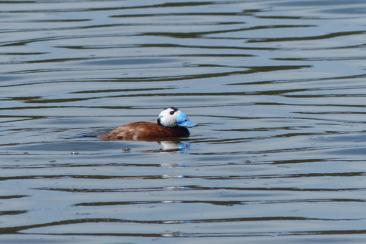 White-headed Duck - ML623489090