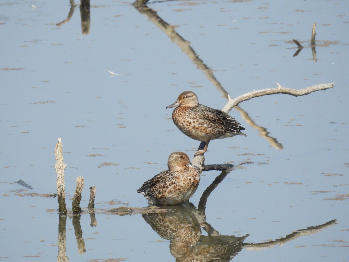 Green-winged Teal - ML623489091