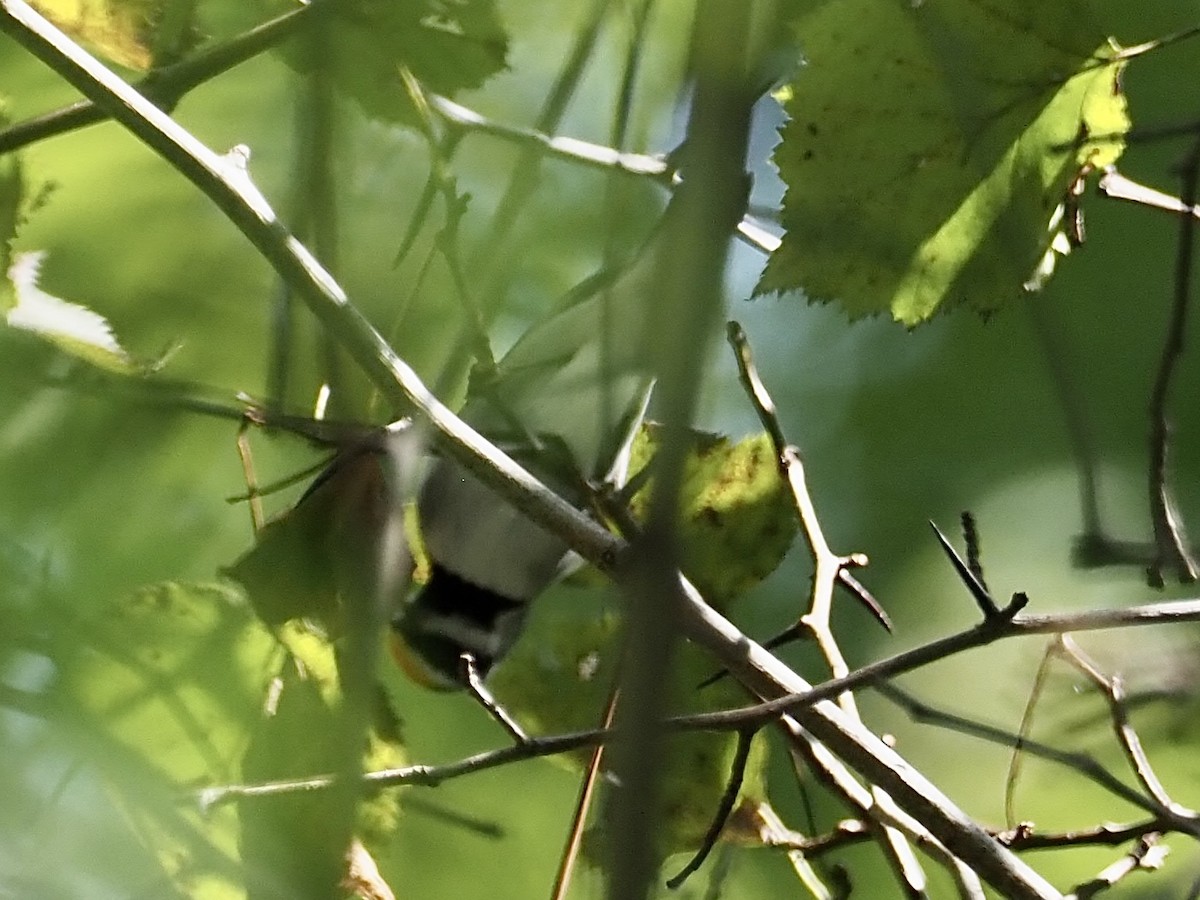 Golden-winged Warbler - ML623489101